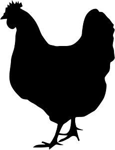 Rooster