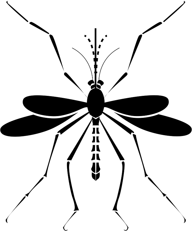 Mosquito