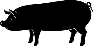 Pig