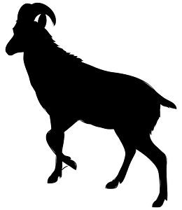 Wild goat Nilgiri tahr