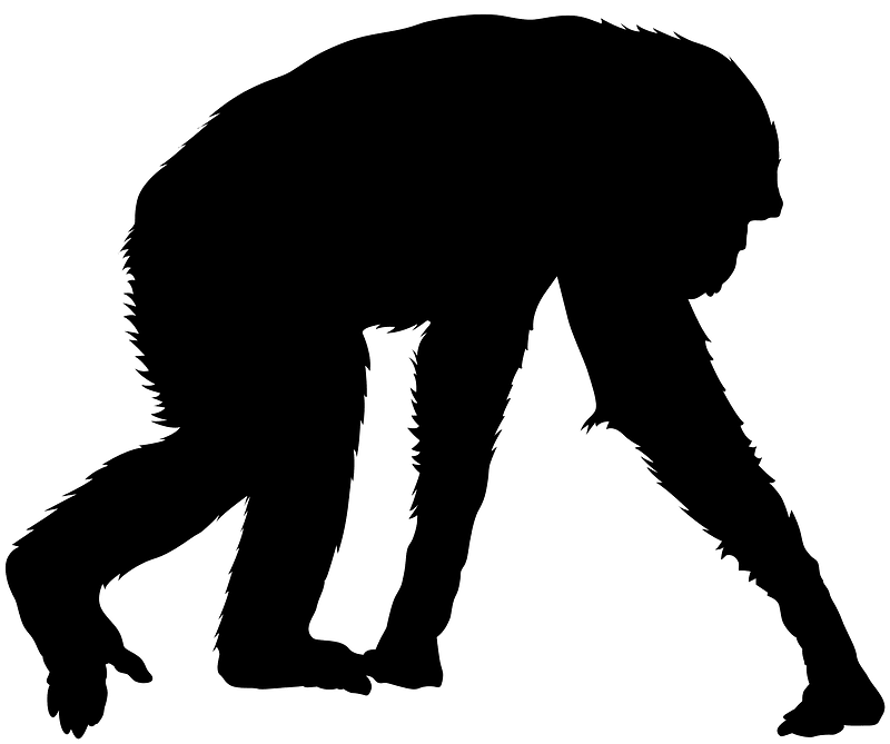 Chimpanzee