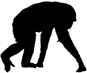 Chimpanzee