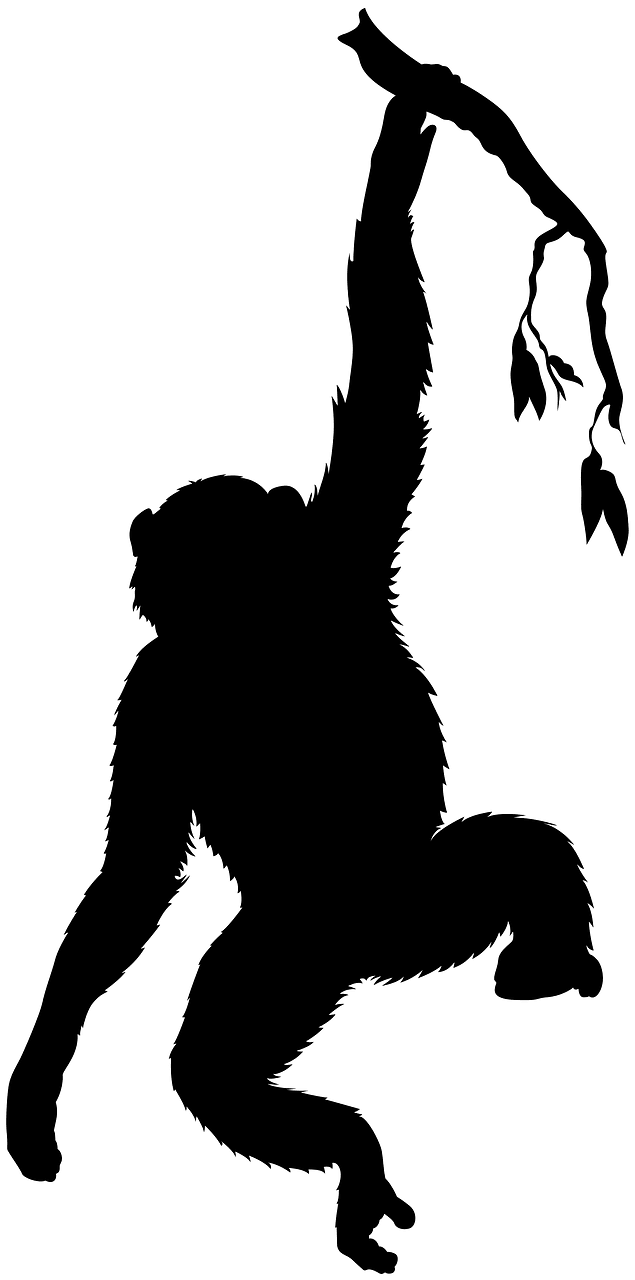 Шимпанзе
