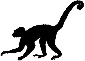 Cebus imitator