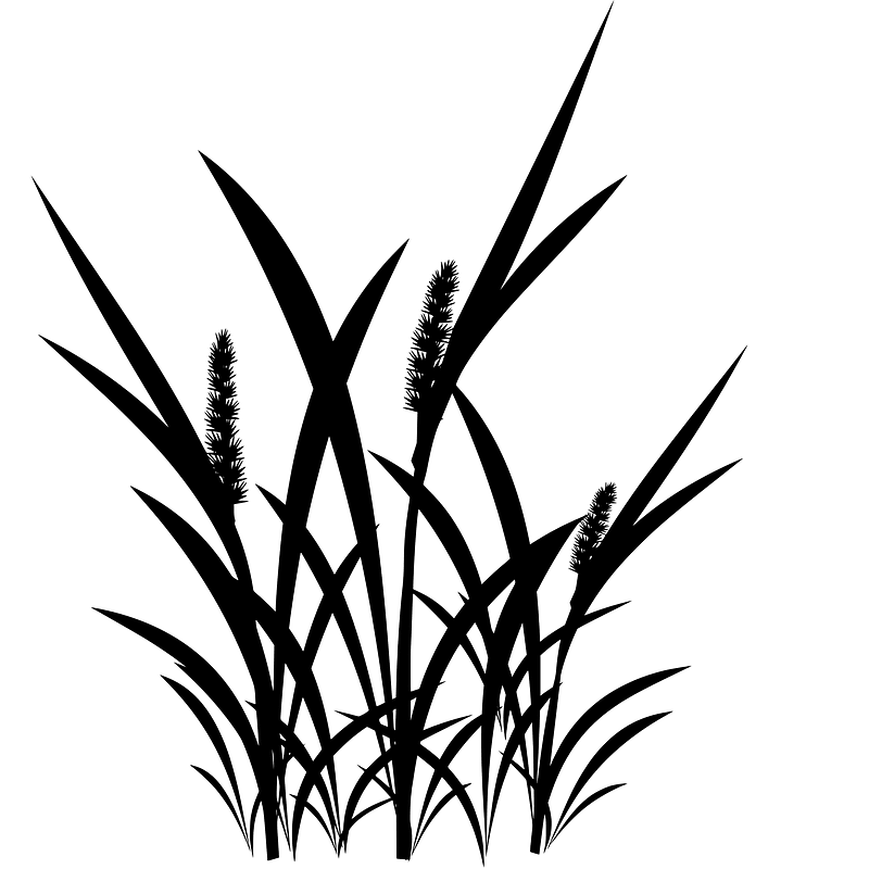 Capim Carrapicho