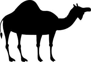 Camel