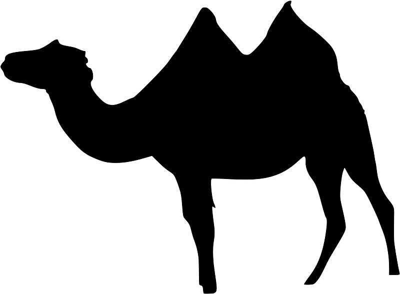 Camel