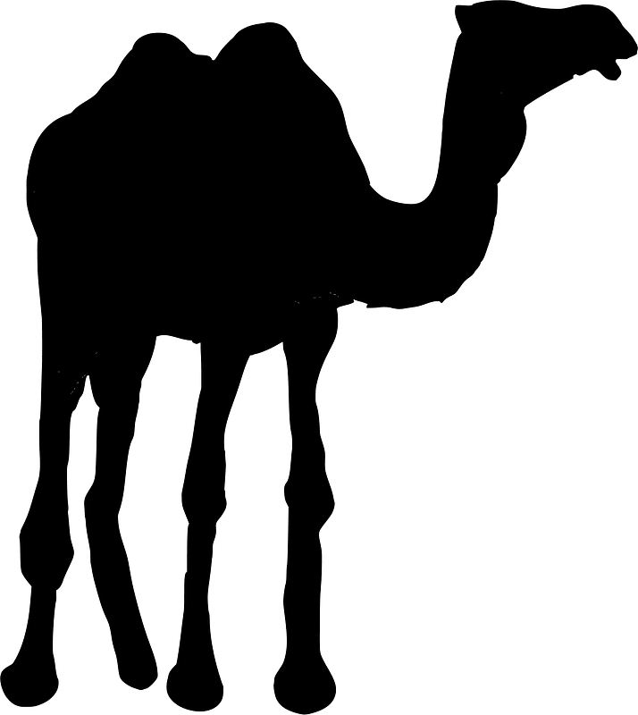 Camel