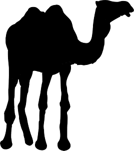 Camel