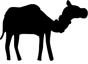 Camel
