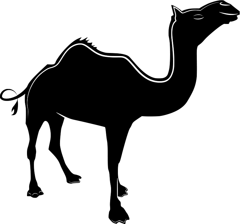 Camel silhouette image