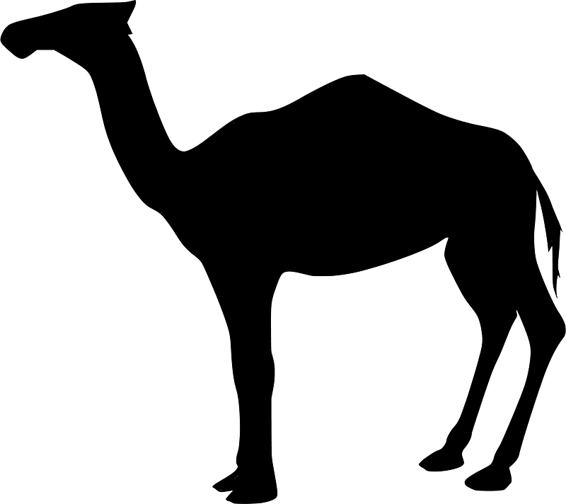Camel