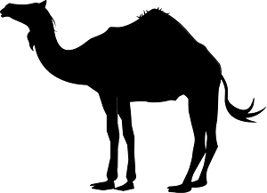 Camel