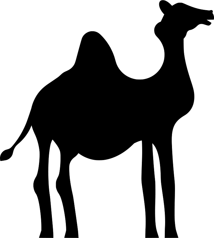 Camel