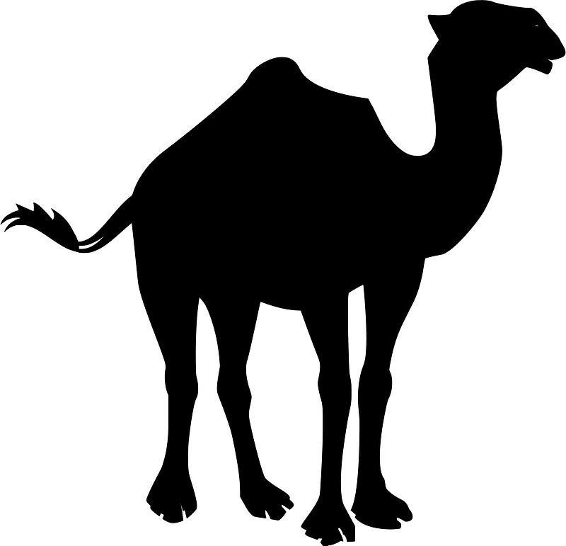 Camel