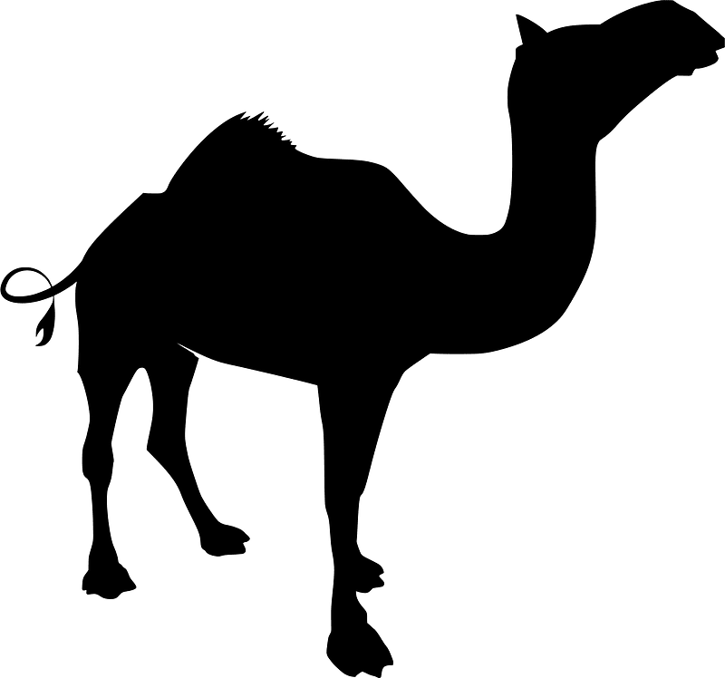 Camel
