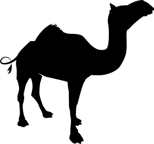 Camel