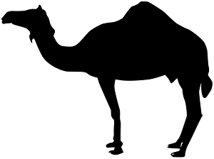 Dromedary