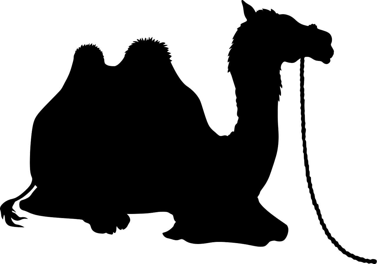 Camel