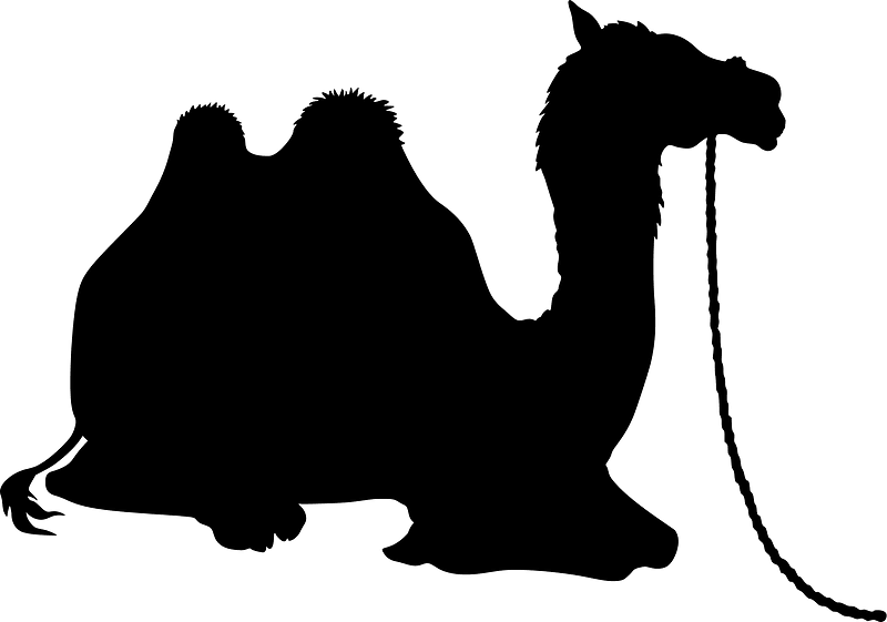 Camel