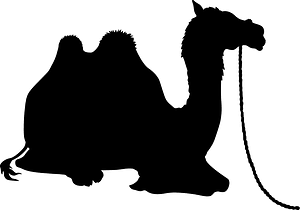 Camel