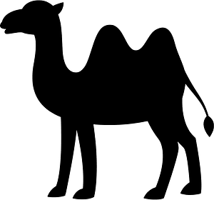 Camel