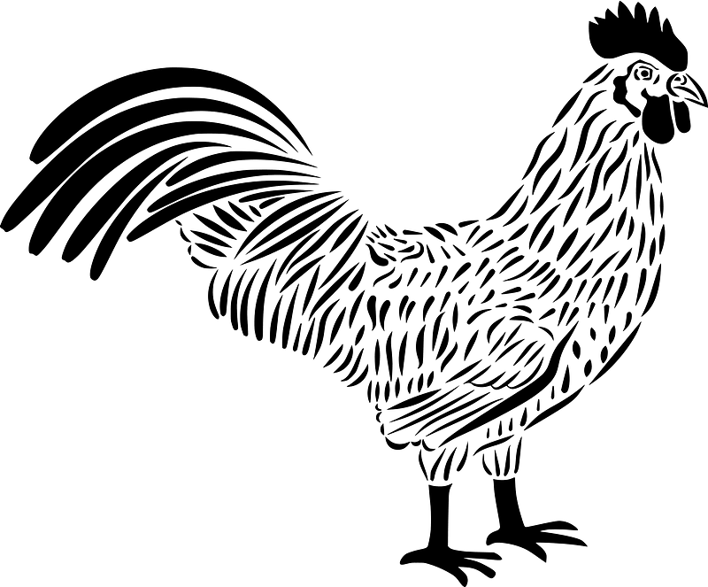 Rooster