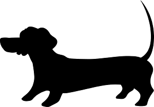 Dachshund