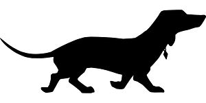 Dachshund