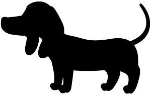 Dachshund