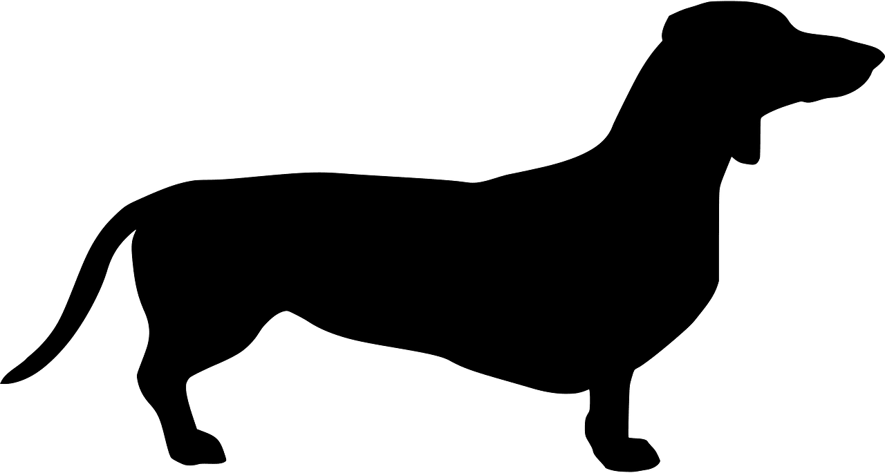 Dachshund