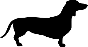 Dachshund