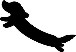 Dachshund