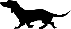 Dachshund
