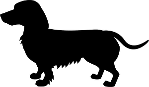 Dachshund