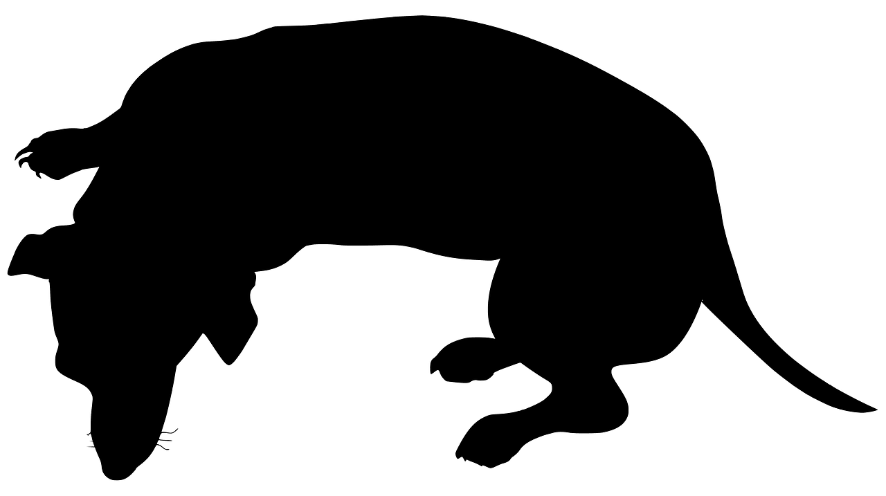 Dachshund