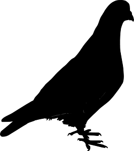 Pigeon