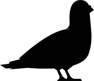 Pigeon