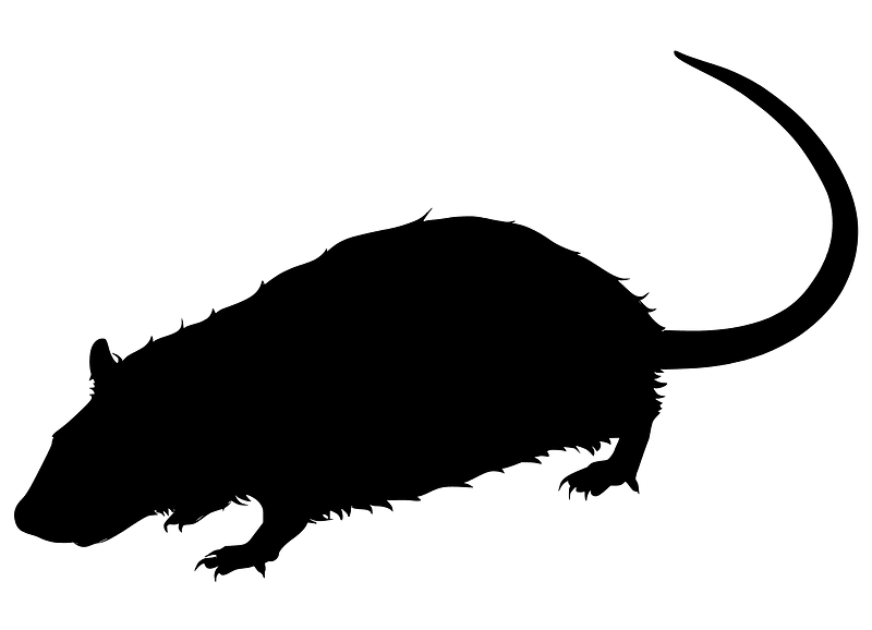 Rat