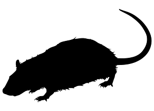 Rat