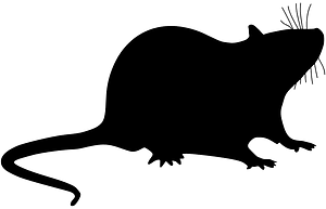 Rat