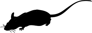 Rat
