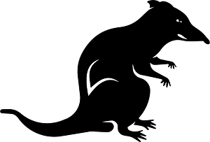 耗子
