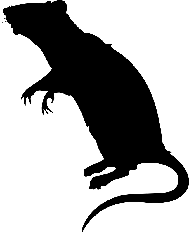 Rat