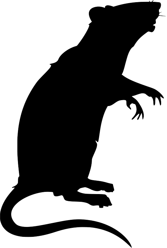 Rat