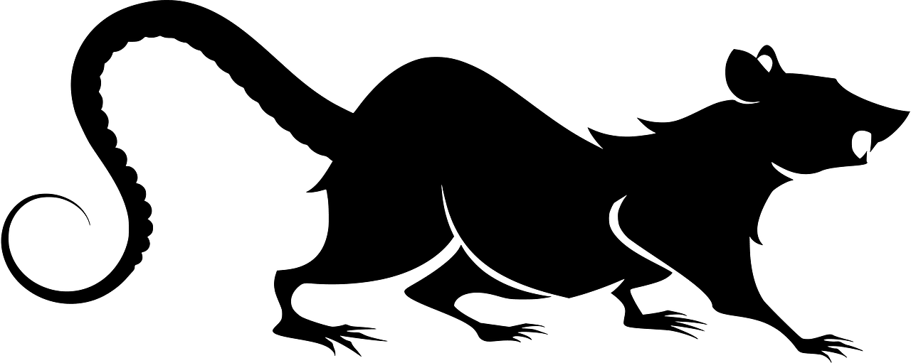 Rat