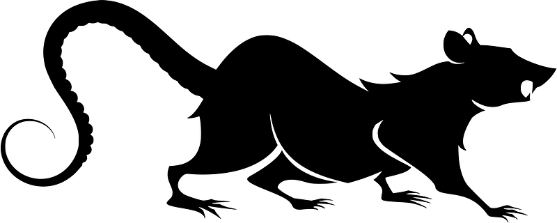 Rat