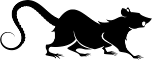 Rat