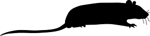 Rat