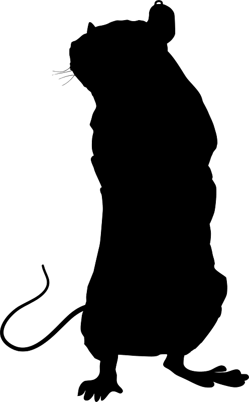 Rat